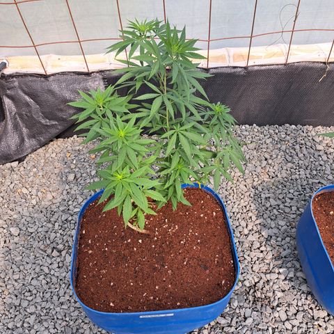Dagga I growlog timeline photo
