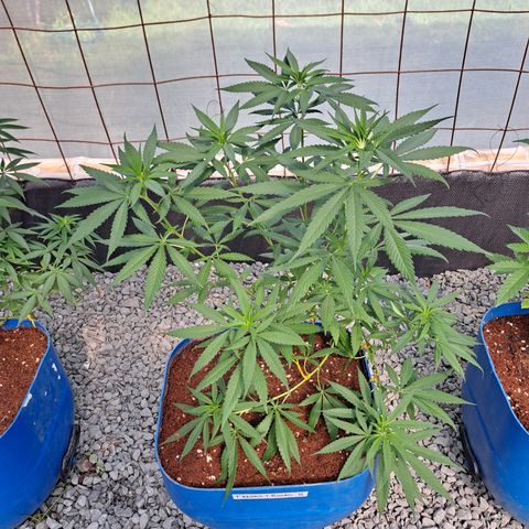 Fresas y Rosas II growlog timeline photo