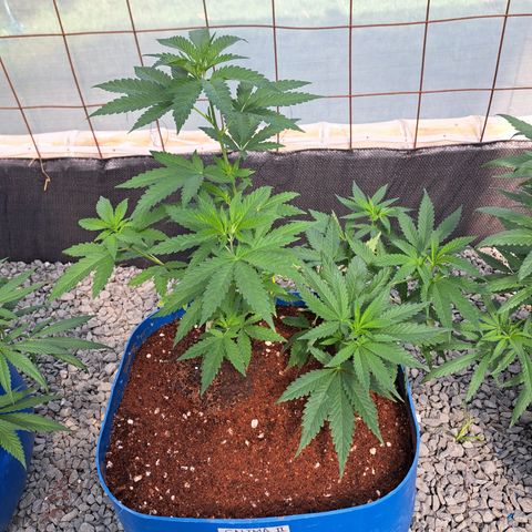 Calima II growlog timeline photo