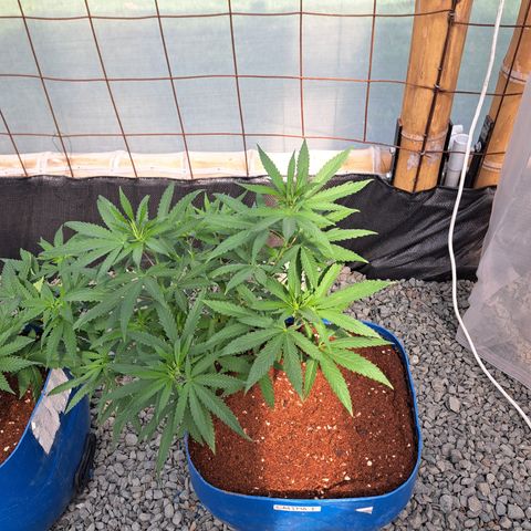 Calima I growlog timeline photo