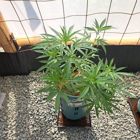 Sativa CBD growlog timeline photo
