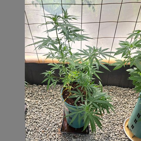 Fresas y Rosas III growlog timeline photo