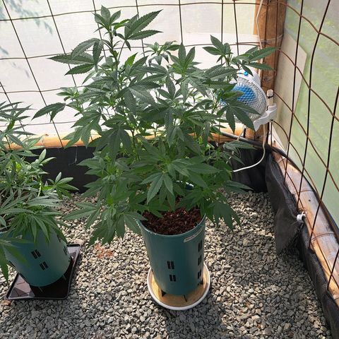 Selva Negra growlog timeline photo