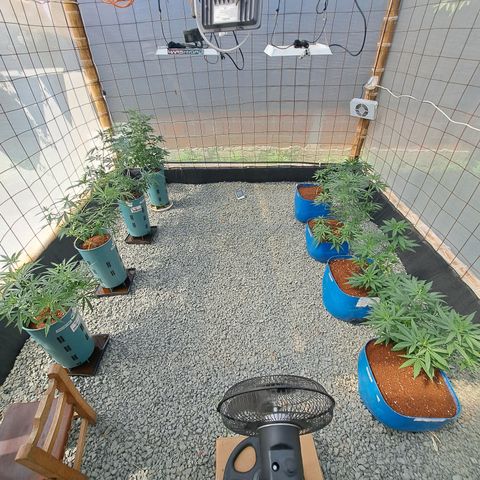 Calima II growlog timeline photo