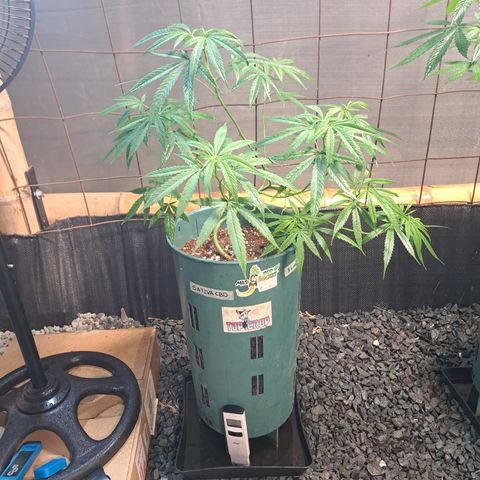 Sativa CBD growlog timeline photo