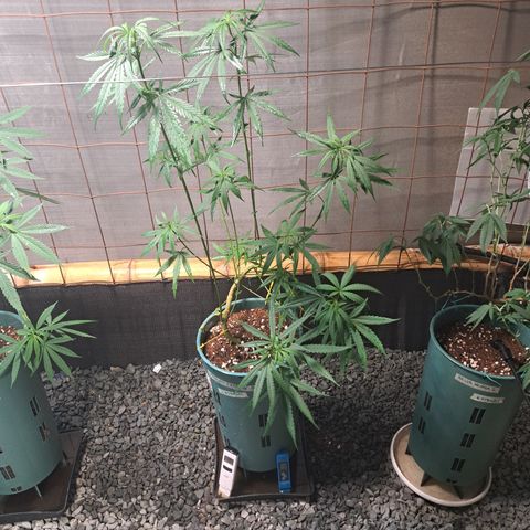 Fresas y Rosas III growlog timeline photo