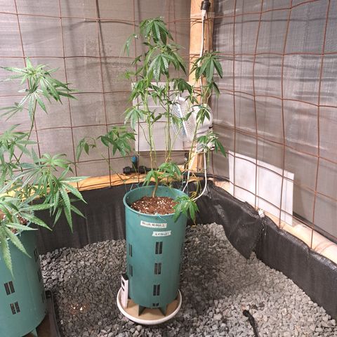 Selva Negra growlog timeline photo