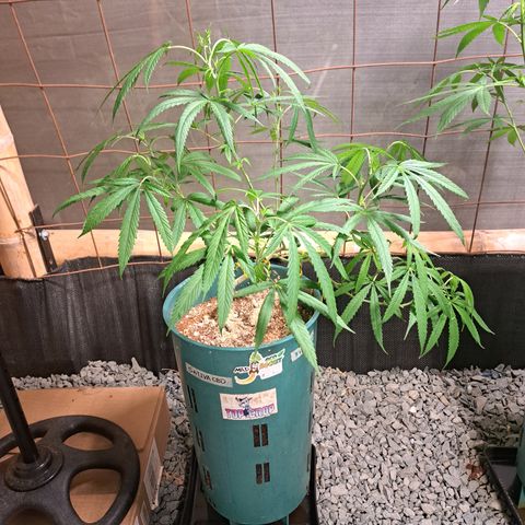 Sativa CBD growlog timeline photo