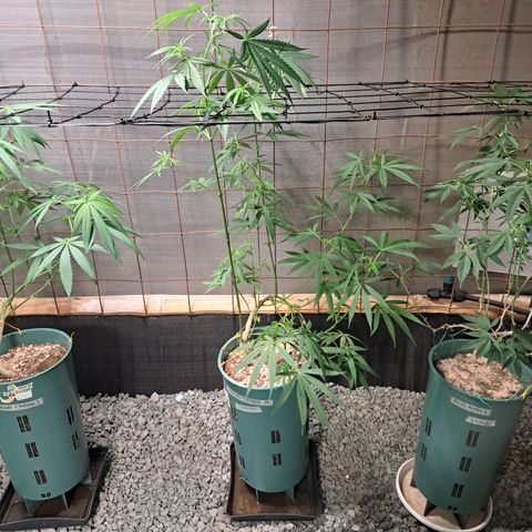 Fresas y Rosas III growlog timeline photo