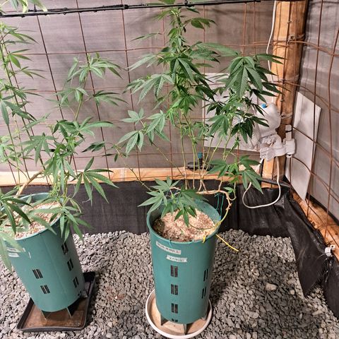 Selva Negra growlog timeline photo