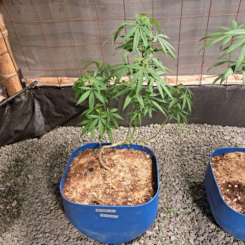 Dagga I growlog timeline photo