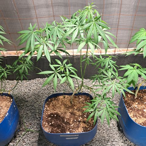 Fresas y Rosas II growlog timeline photo