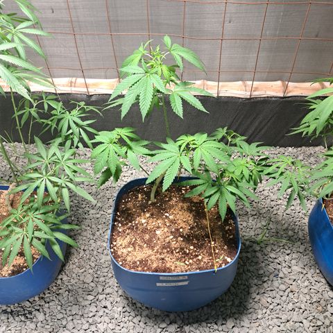 Calima II growlog timeline photo