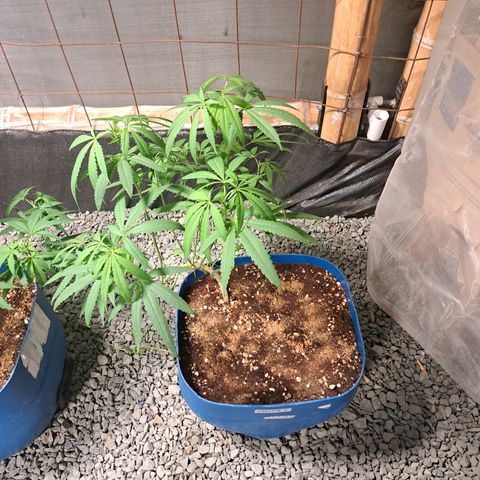 Calima I growlog timeline photo