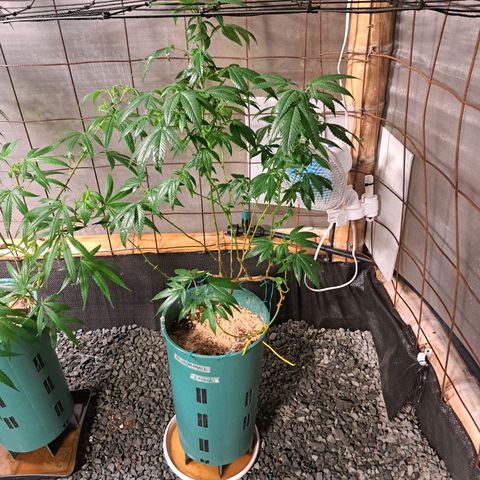 Selva Negra growlog timeline photo