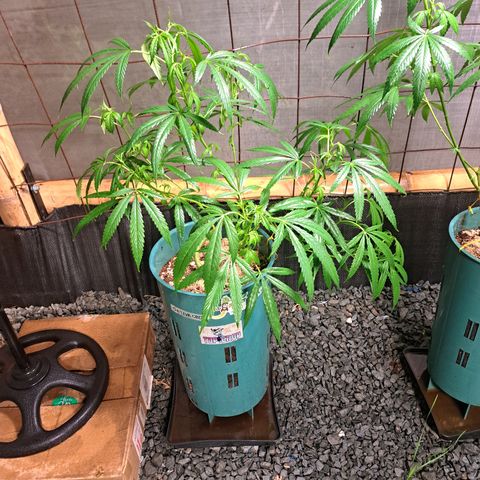 Sativa CBD growlog timeline photo