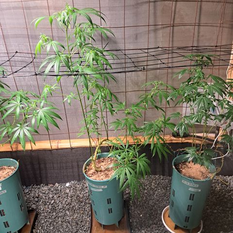 Fresas y Rosas III growlog timeline photo