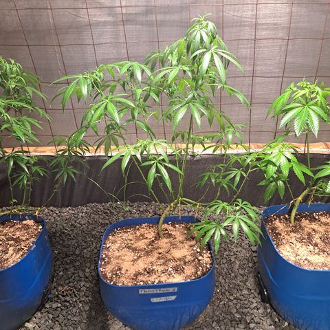 Fresas y Rosas II growlog timeline photo