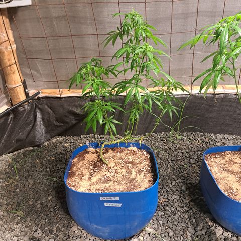 Dagga I growlog timeline photo