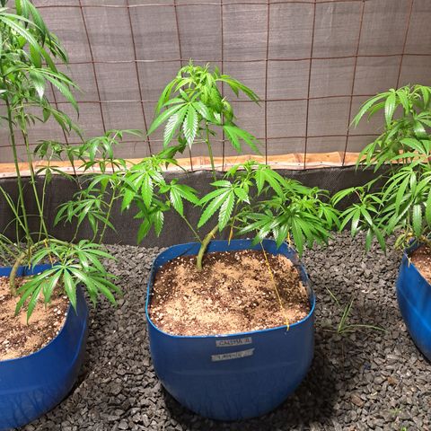 Calima II growlog timeline photo