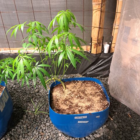Calima I growlog timeline photo