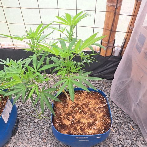 Calima I growlog timeline photo