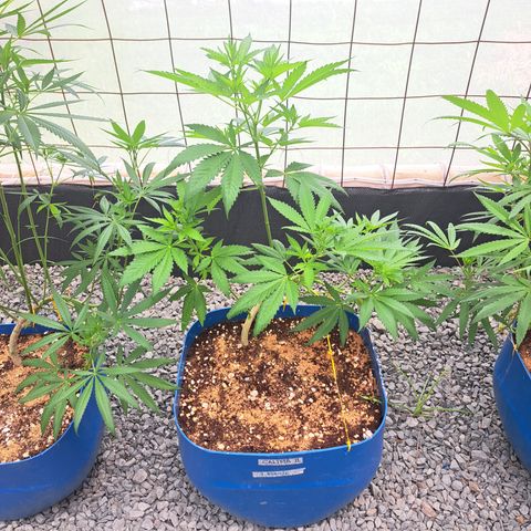 Calima II growlog timeline photo