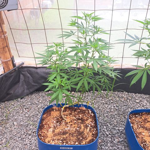 Dagga I growlog timeline photo