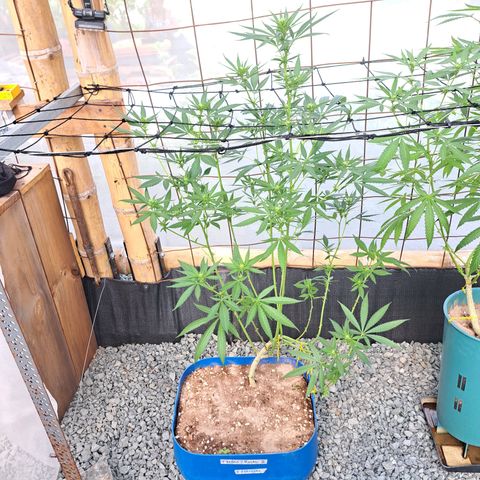 Fresas y Rosas II growlog timeline photo
