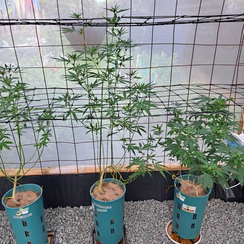 Fresas y Rosas III growlog timeline photo