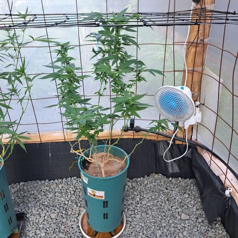 Selva Negra growlog timeline photo