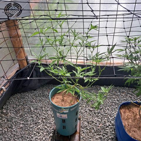 Sativa CBD growlog timeline photo