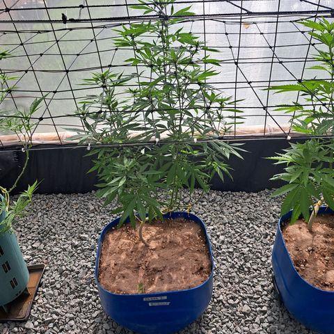 Dagga I growlog timeline photo