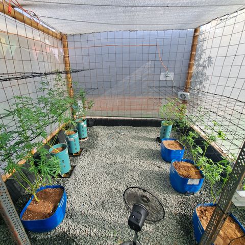 Calima II growlog timeline photo