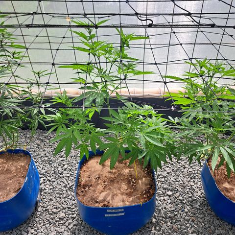 Calima II growlog timeline photo