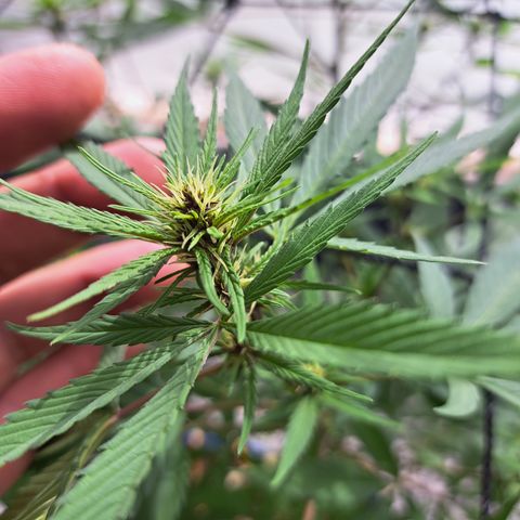 Dagga I growlog timeline photo