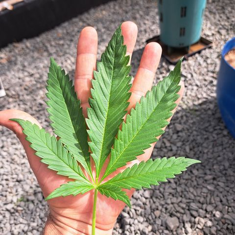 Calima II growlog timeline photo