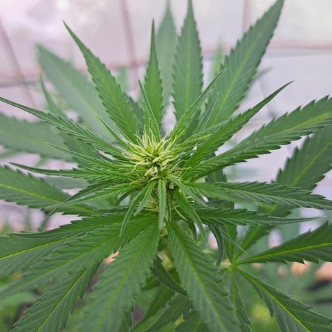 Calima II growlog timeline photo