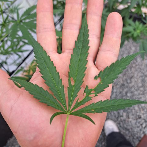 Dagga I growlog photo: Presencia de un grillo que fue detectado y extraído.