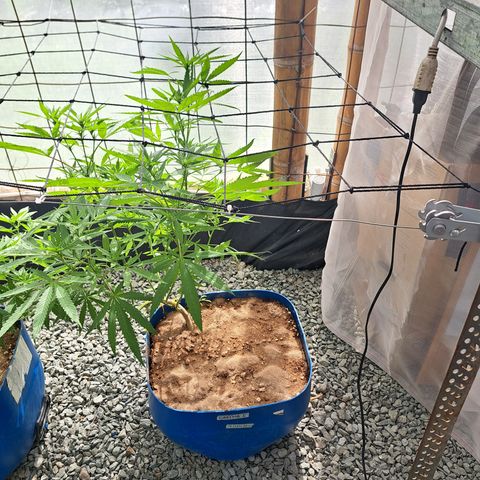 Calima I growlog timeline photo
