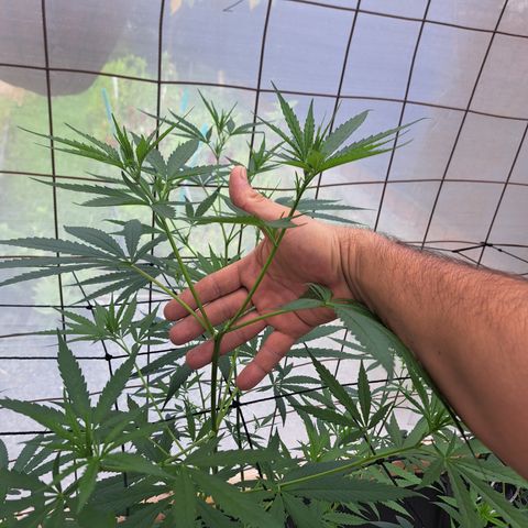 Calima II growlog photo: Resultados de l poda apical #2