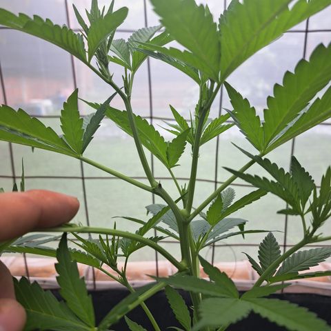 Calima II growlog photo: Resultados de l poda apical #2