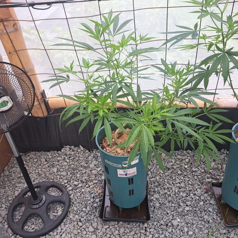 Sativa CBD growlog timeline photo