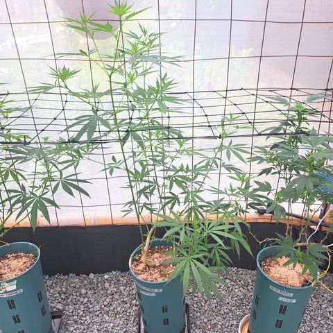Fresas y Rosas III growlog timeline photo
