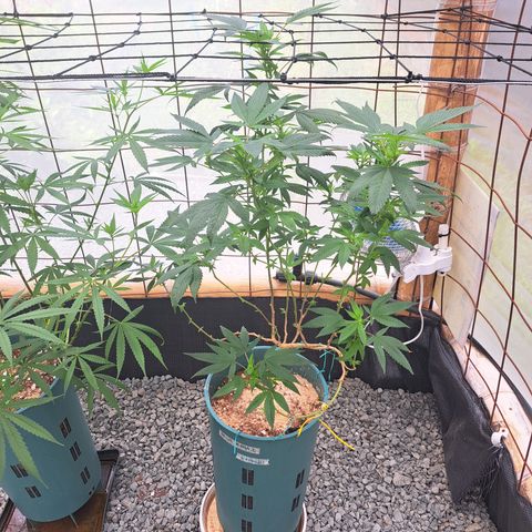 Selva Negra growlog timeline photo