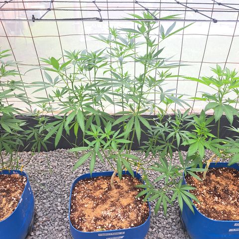 Fresas y Rosas II growlog timeline photo