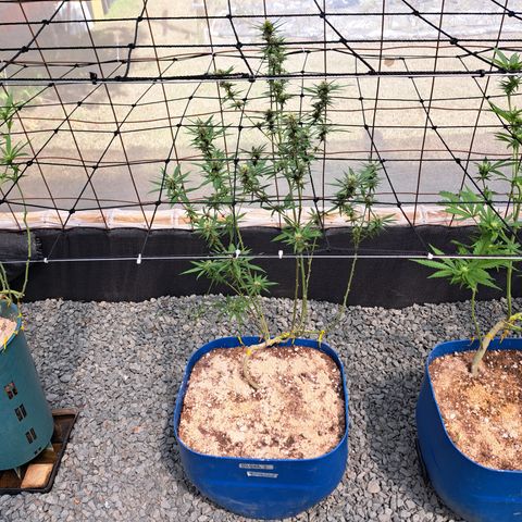 Dagga I growlog timeline photo