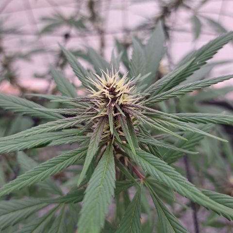 Dagga I growlog photo: Inicio semana 3