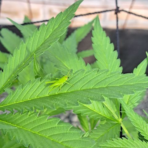Calima II growlog photo: Plaga identificada y la extraida
Le gustaba más las hojas de la Dagga.