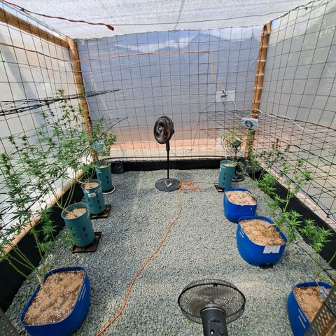 Calima II growlog timeline photo